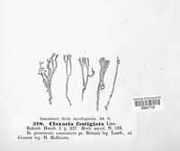 Clavulinopsis corniculata image